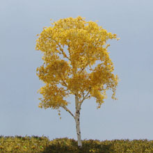 model trees